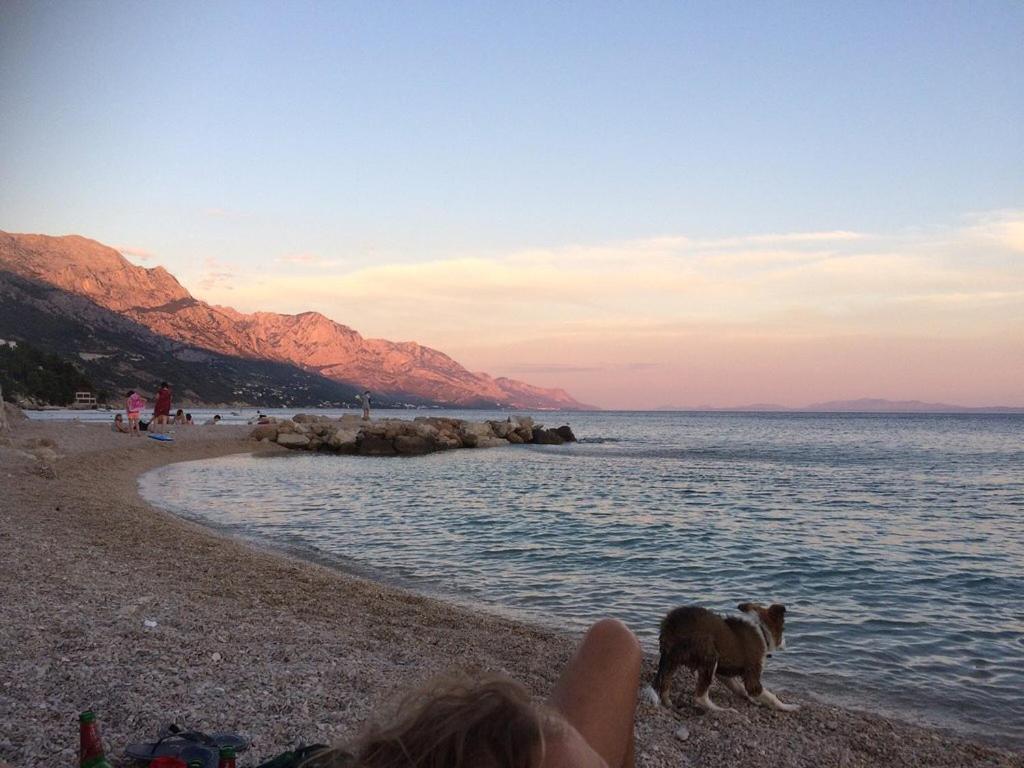 Hostel Dalmatia Marusici  Dış mekan fotoğraf